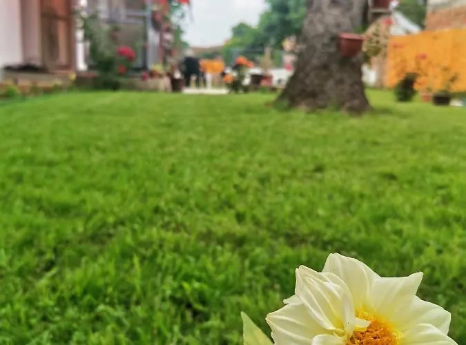 T.i.m. Fehértemplom